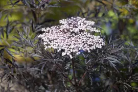 Sambucus nigra 'Black Lace'(s) (Gewone vlier 'Black Lace') - afbeelding 5