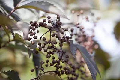 Sambucus nigra 'Black Lace'(s) (Gewone vlier 'Black Lace') - afbeelding 6