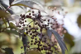 Sambucus nigra 'Black Lace'(s) (Gewone vlier 'Black Lace') - afbeelding 6