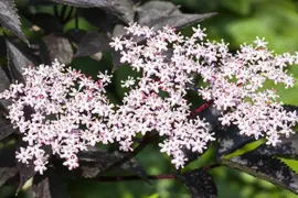 Sambucus nigra 'Black Lace'(s) (Gewone vlier 'Black Lace') - afbeelding 8