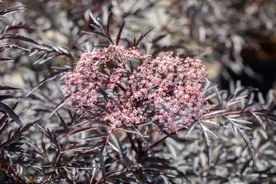 Sambucus nigra 'Black Lace'(s) (Gewone vlier 'Black Lace') - afbeelding 15