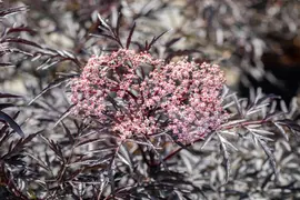 Sambucus nigra 'Black Lace'(s) (Gewone vlier 'Black Lace') - afbeelding 15