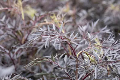 Sambucus nigra 'Black Lace'(s) (Gewone vlier 'Black Lace') - afbeelding 16