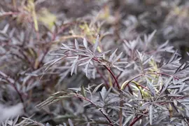 Sambucus nigra 'Black Lace'(s) (Gewone vlier 'Black Lace') - afbeelding 16