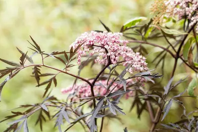 Sambucus nigra 'Black Lace'(s) (Gewone vlier 'Black Lace') - afbeelding 17