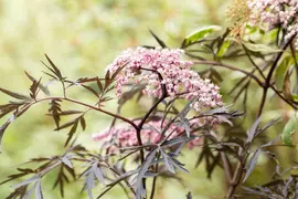Sambucus nigra 'Black Lace'(s) (Gewone vlier 'Black Lace') - afbeelding 17