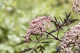 Sambucus nigra 'Black Lace'(s) (Gewone vlier 'Black Lace') - afbeelding 18