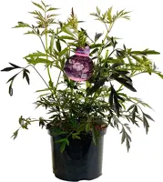 Sambucus nigra 'Black Lace' (Vlierbes) 60cm - afbeelding 1