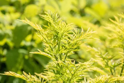Sambucus nigra 'Golden Tower' (Gewone Vlier 'Golden Tower') - afbeelding 1