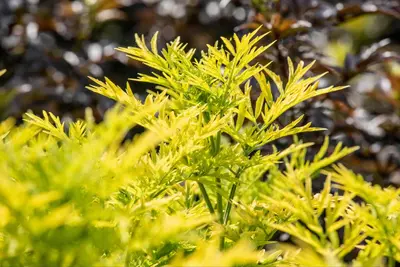 Sambucus nigra 'Golden Tower' (Gewone Vlier 'Golden Tower') - afbeelding 2