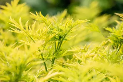 Sambucus nigra 'Golden Tower' (Gewone Vlier 'Golden Tower') - afbeelding 3