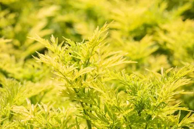 Sambucus nigra 'Golden Tower' (Gewone Vlier 'Golden Tower') - afbeelding 4