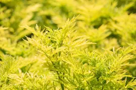 Sambucus nigra 'Golden Tower' (Gewone Vlier 'Golden Tower') - afbeelding 4