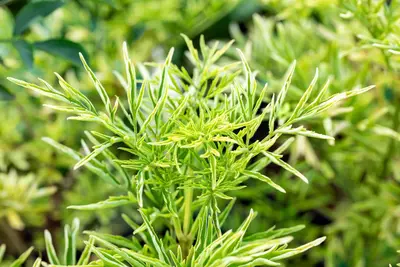 Sambucus nigra 'Golden Tower' (Gewone Vlier 'Golden Tower') - afbeelding 5