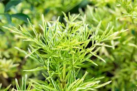 Sambucus nigra 'Golden Tower' (Gewone Vlier 'Golden Tower') - afbeelding 5