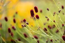 Sanguisorba officinalis (Gote pimpernel) - afbeelding 3