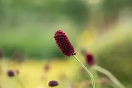 Sanguisorba officinalis (Gote pimpernel) - afbeelding 4