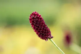 Sanguisorba officinalis (Gote pimpernel) - afbeelding 5