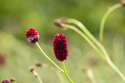 Sanguisorba officinalis (Gote pimpernel) - afbeelding 6