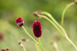 Sanguisorba officinalis (Gote pimpernel) - afbeelding 6
