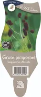 Sanguisorba officinalis (Gote pimpernel) - afbeelding 1