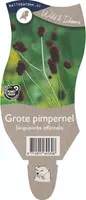 Sanguisorba officinalis (Gote pimpernel) - afbeelding 1