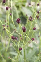 Sanguisorba officinalis (Gote pimpernel) - afbeelding 2