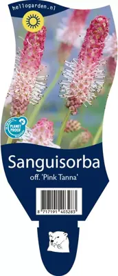 Sanguisorba officinalis 'Pink Tanna' (Pimpernel) - afbeelding 1