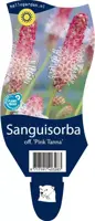Sanguisorba officinalis 'Pink Tanna' (Pimpernel) - afbeelding 1