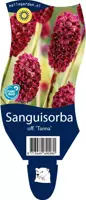 Sanguisorba officinalis 'Tanna' (Pimpernel) - afbeelding 1