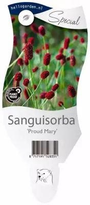 Sanguisorba proud mary p11 - afbeelding 1