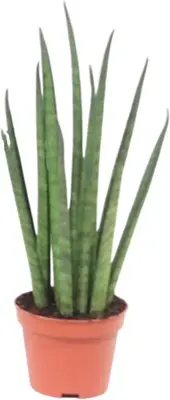 Sansevieria bacularis 'Mikado' (Vrouwentong) 20cm - afbeelding 1