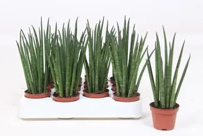 Sansevieria bacularis 'Mikado' (Vrouwentong) 20cm - afbeelding 3