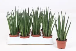 Sansevieria bacularis 'Mikado' (Vrouwentong) 20cm - afbeelding 3
