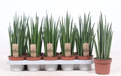 Sansevieria bacularis (Vrouwentong) 40cm - afbeelding 2