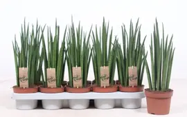 Sansevieria bacularis (Vrouwentong) 40cm - afbeelding 2