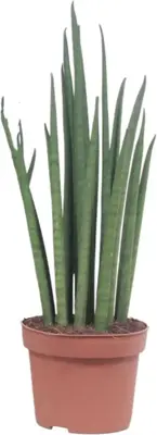 Sansevieria bacularis (Vrouwentong) 40cm - afbeelding 1