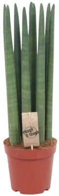 Sansevieria cylindrica 'Straight' (Vrouwentong) 60cm - afbeelding 1