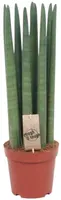 Sansevieria cylindrica 'Straight' (Vrouwentong) 60cm - afbeelding 1