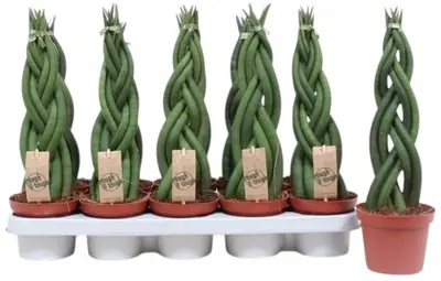 Sansevieria cylindrica 'Twister' (Vrouwentong) 40cm - afbeelding 1