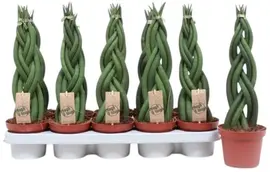 Sansevieria cylindrica 'Twister' (Vrouwentong) 40cm - afbeelding 1