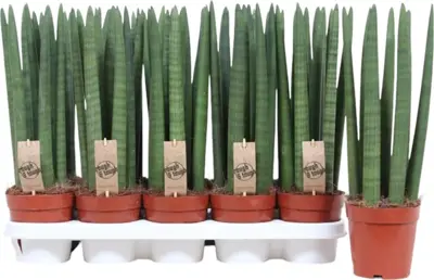 Sansevieria cylindrica (Vrouwentong) 40cm - afbeelding 2