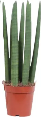 Sansevieria cylindrica (Vrouwentong) 40cm - afbeelding 1