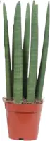 Sansevieria cylindrica (Vrouwentong) 40cm - afbeelding 1