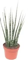 Sansevieria fernwood mikado (Vrouwentong) 20cm - afbeelding 1