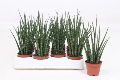 Sansevieria fernwood mikado (Vrouwentong) 20cm - afbeelding 2