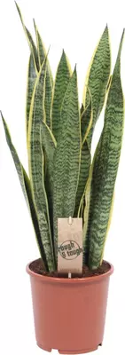 Sansevieria laurentii (Vrouwentong) 65 cm - afbeelding 1