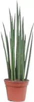 Sansevieria mikado (Vrouwentong) 55 cm - afbeelding 1
