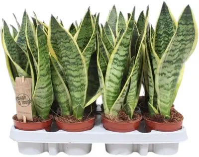 Sansevieria trifasciata 'Futura Superba' (Vrouwentong) 30cm - afbeelding 1