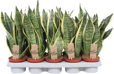 Sansevieria trifasciata 'Futura Superba' (Vrouwentong) 40cm - afbeelding 1